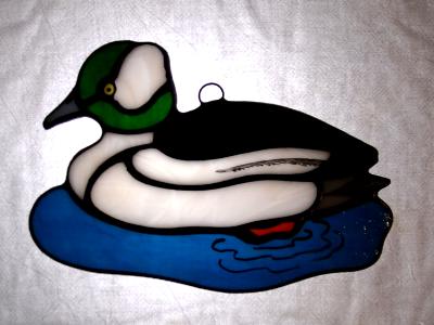 Bufflehead Duck