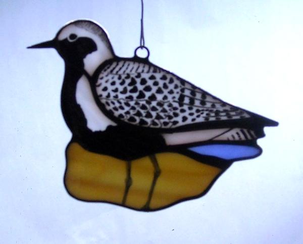 Black Bellied Plover