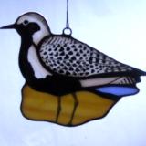 Black Bellied Plover